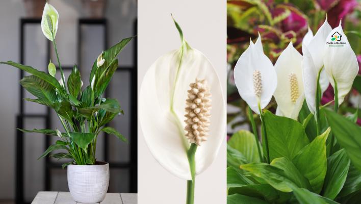 Peace Lily
It removes airborne toxins like benzene, formaldehyde, and trichloroethylene.