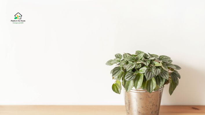 Peperomia is a versatile and attractive plant