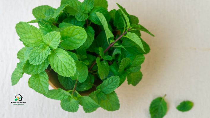 Peppermint: Soothing Coolness to Alleviate Pain