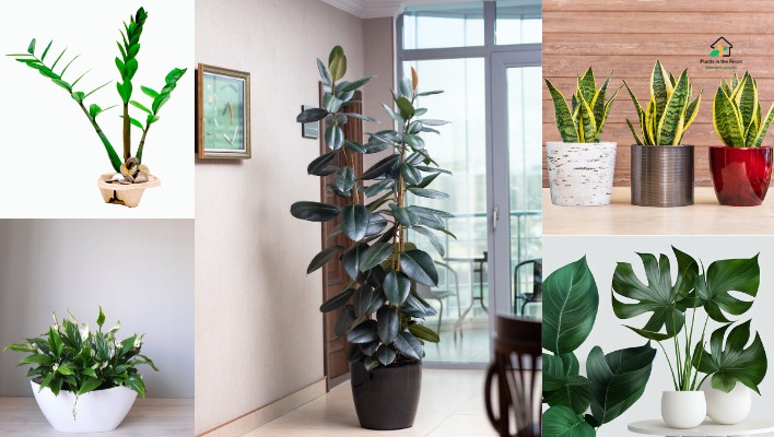 Picking the Perfect Plants for Your Bedroom