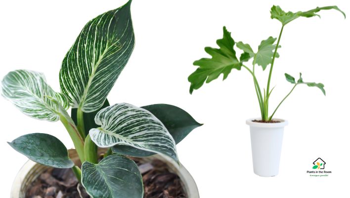 Philodendron helps reduce stress
Stress Reducing Plants You Must Have At Home & Office
