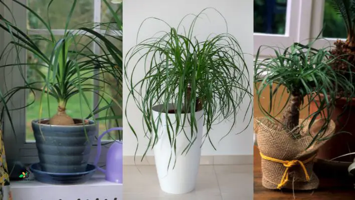 Ponytail Palm (Beaucarnea recurvata)
Houseplants for Children’s Playzone