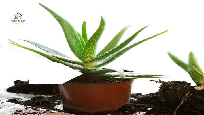 The Healthy Growth of Aloe Vera