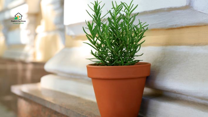 Rosemary (Rosmarinus officinalis)
Plants You Must Keep at Home to Boost Your Focus