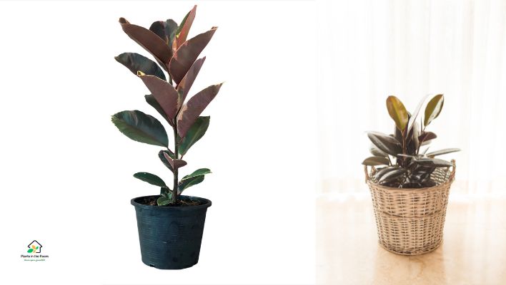 Rubber plant
Best Air-purifying Plants for Your Home & Office