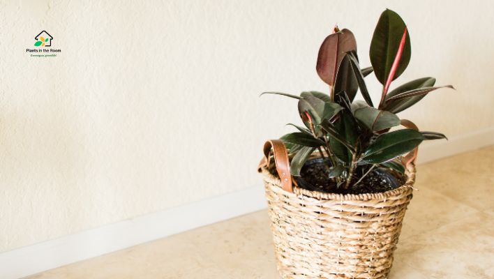 Rubber Plant: Bold and Humidity-Enhancing