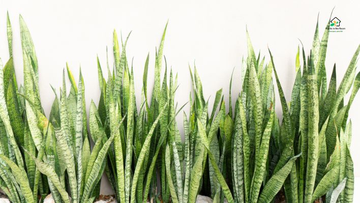 Snake plant
Best Air-purifying Plants for Your Home & Office
low-maintenance plant