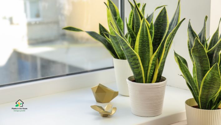 Snake Plant
Stress Reducing Plants You Must Have At Home & Office
Releases oxygen at night, contributing to better sleep