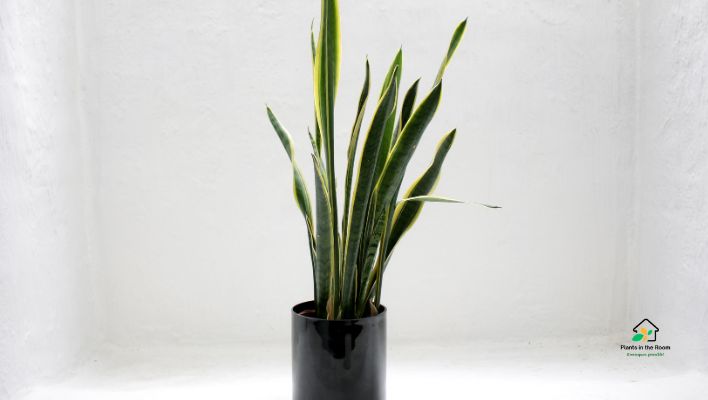 Snake Plant Adding a Unique & Interesting Aesthetic to Your Living Space.