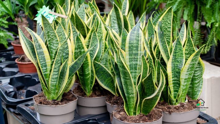 Snake Plant (Sansevieria)
Plants You Must Keep at Home to Boost Your Focus