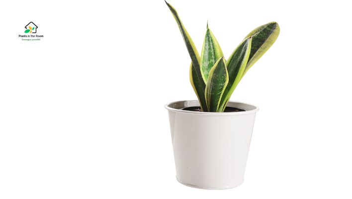 The Best Indoor Plants for Your Study Room