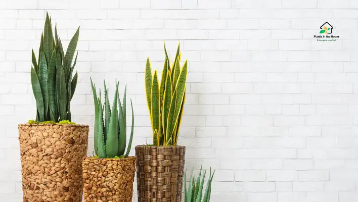 Snake Plant: (Striking and Hardy)