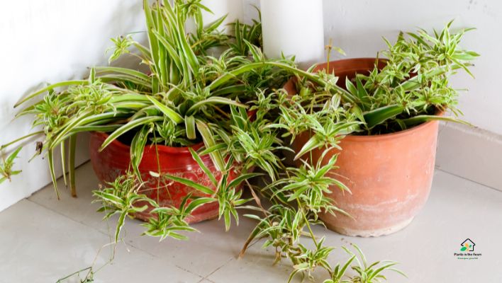 Spider plant
Best Air-purifying Plants for Your Home & Office