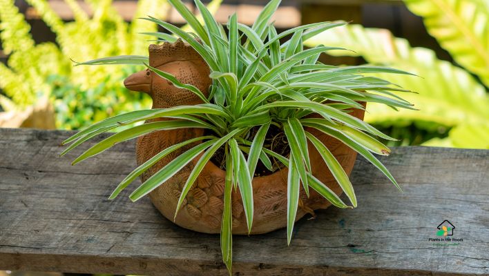 Spider Plant (Chlorophytum comosum)
Plants You Must Keep at Home to Boost Your Focus