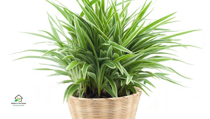 Spider Plant (Chlorophytum comosum) Boost Productivity
Non-toxic
Well draining soil