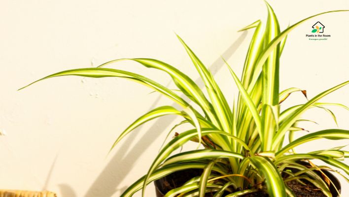 Spider Plant: The Perfect Starter Plant