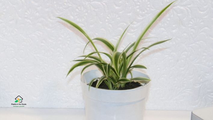 Spider Plant: Pet-Friendly Air-Purifying Plant