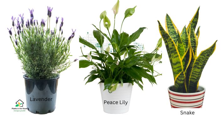 Stress Reducing Plants You Must Have At Home & Office