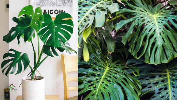 Swiss Cheese Plant (Monstera deliciosa)
Houseplants for Children’s Playzone