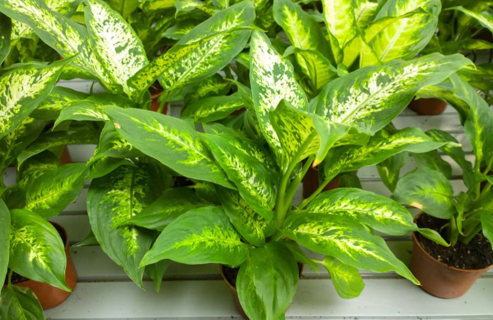 Best Care of Your Dieffenbachia Plant