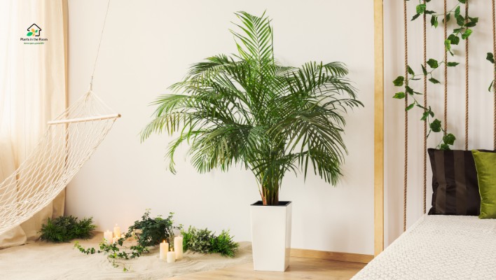 Take Care of Your Bedroom Plants
Watering for bedroom plants
protect from pests and disease.
