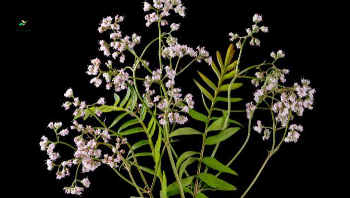 Valerian
The fragrant flowers can create a soothing environment in the bedroom.
Its root has been used as a natural remedy for insomnia for centuries.