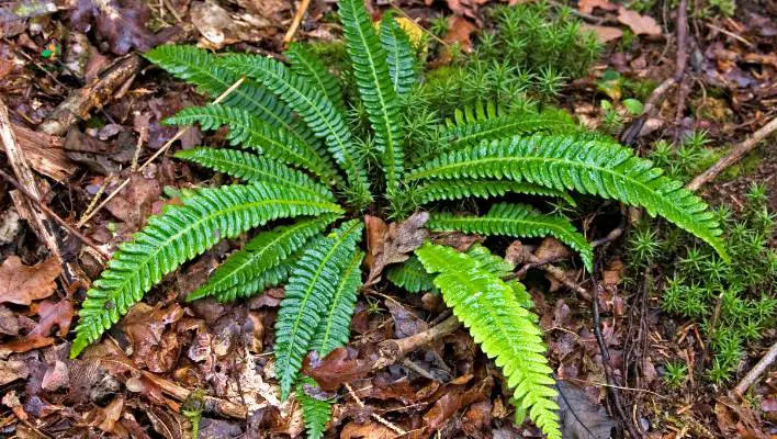 How to Water Your Blue Star Fern for Optimal Hydration
