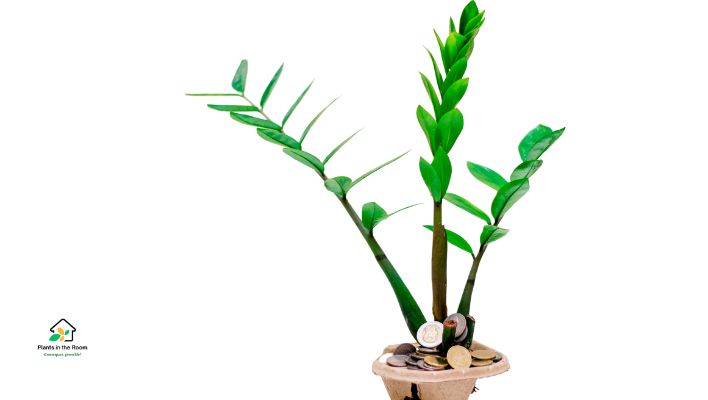ZZ plant is Known for Its Glossy, Dark Green Foliage & Air-Purifying Properties