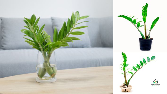 ZZ Plant (Zamioculcas zamiifolia)
Houseplants for Children’s Playzone