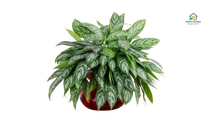 perfect for smaller spaces or as part of a mixed houseplant collection