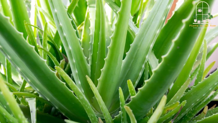Aloe Vera is an Excellent Air Purifier & Increased Energy Levels