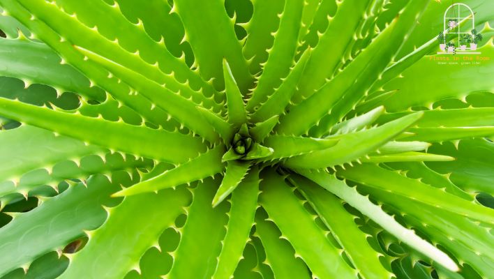 Aloe Vera is an Exceptional Oxygen Producer