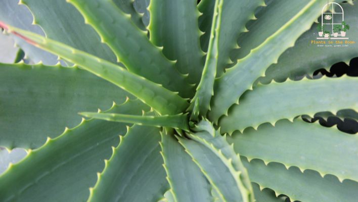 Aloe Vera The Ultimate Indoor Plant for Health and Wellness