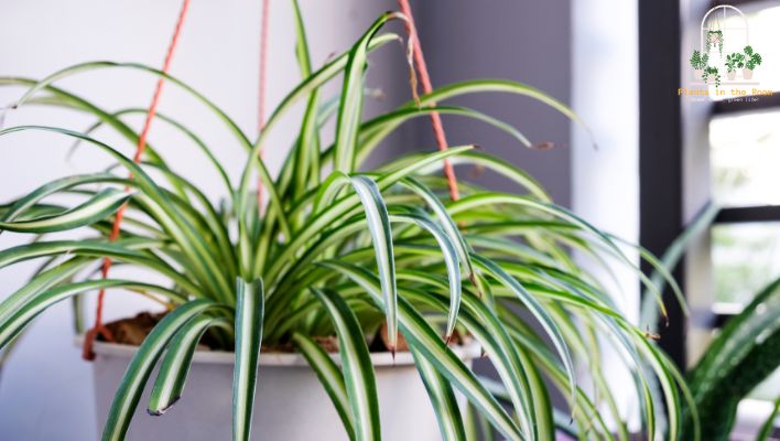 Spider Plants Improve the air Quality in Your Surroundings