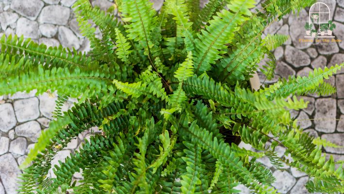Boston Fern Known for its Air-Purifying Properties
