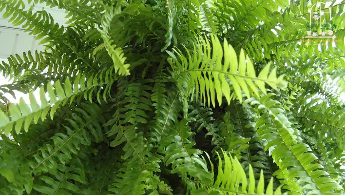Boston Fern Removing Harmful Toxins from the Air & Improve Your Memory