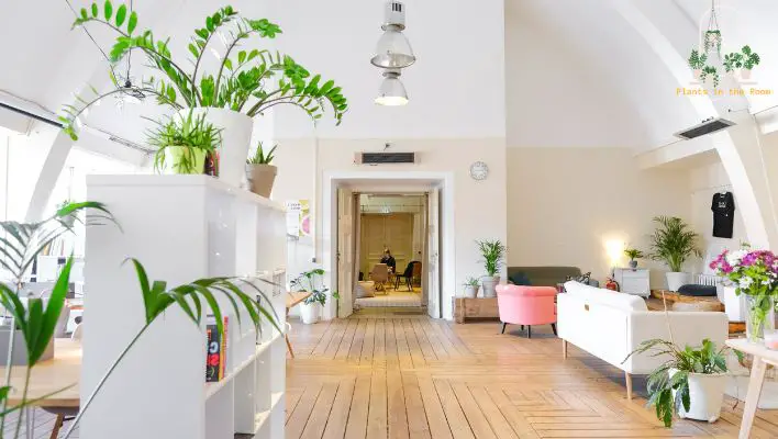 Breathing Life into Your Living Room with Plants