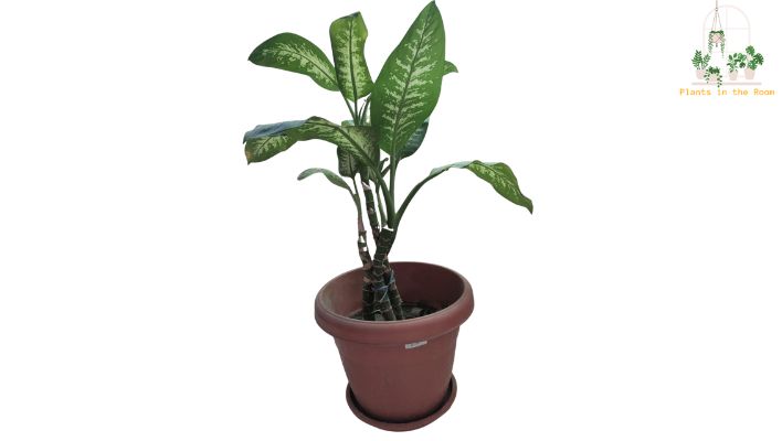 Chinese Evergreen Plant is Excellent at Cleaning Indoor Air