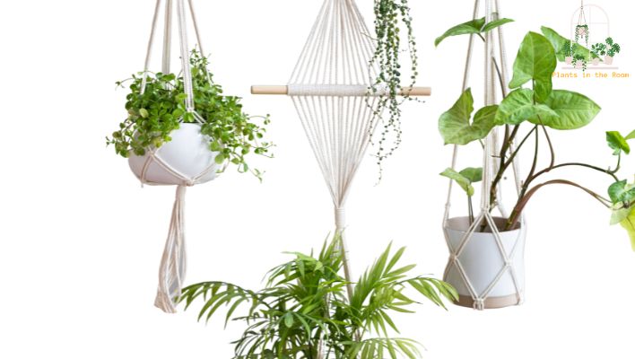 Grouping Plants are Much More Eye Catching
Creating a Visual Impact with Hanging Plants Together