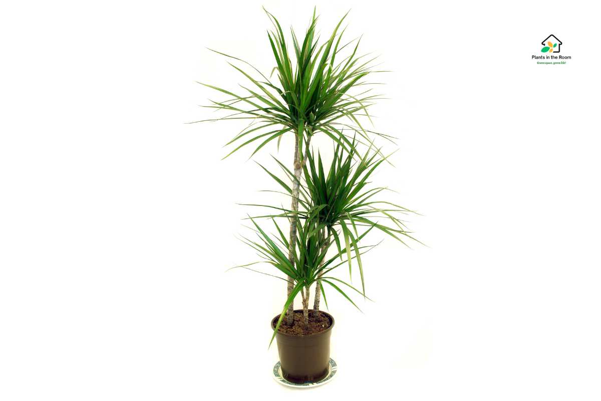Dragon Tree Care: Everything You Need to Know opportunity to grow and care for numerous Dragon Trees in my home knowledge and experience beauty of a healthy flourishing Dragon Tree in your indoor space