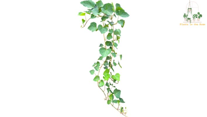 English Ivy Absorb Toxins