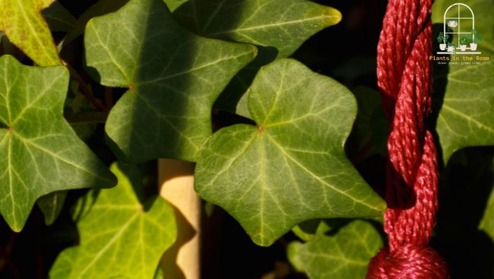 English Ivy Reduce the Mold at Home & Reduce Risk of Asthma Attacks