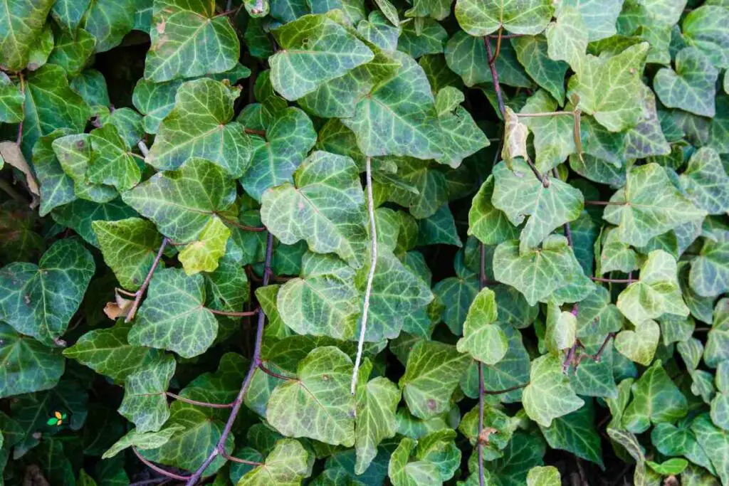 English Ivy Pests & Diseases