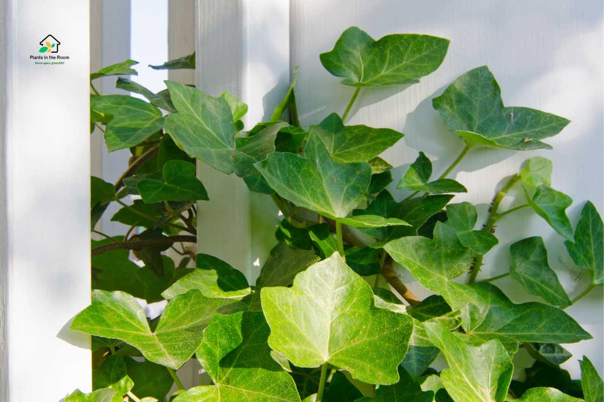 passionate plant lover special place in my heart for English ivy versatile, evergreen vine perfect spot to watering, fertilizing, pruning truly transform your living space