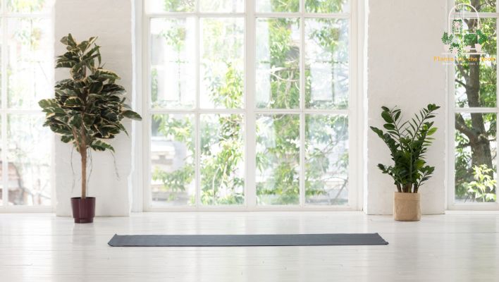 Rubber Plants can Transform Any Space Into an Appealing, Natural Haven