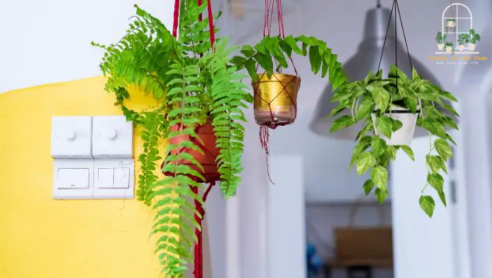 Hanging Baskets or Pots Create Your Own Indoor Oasis