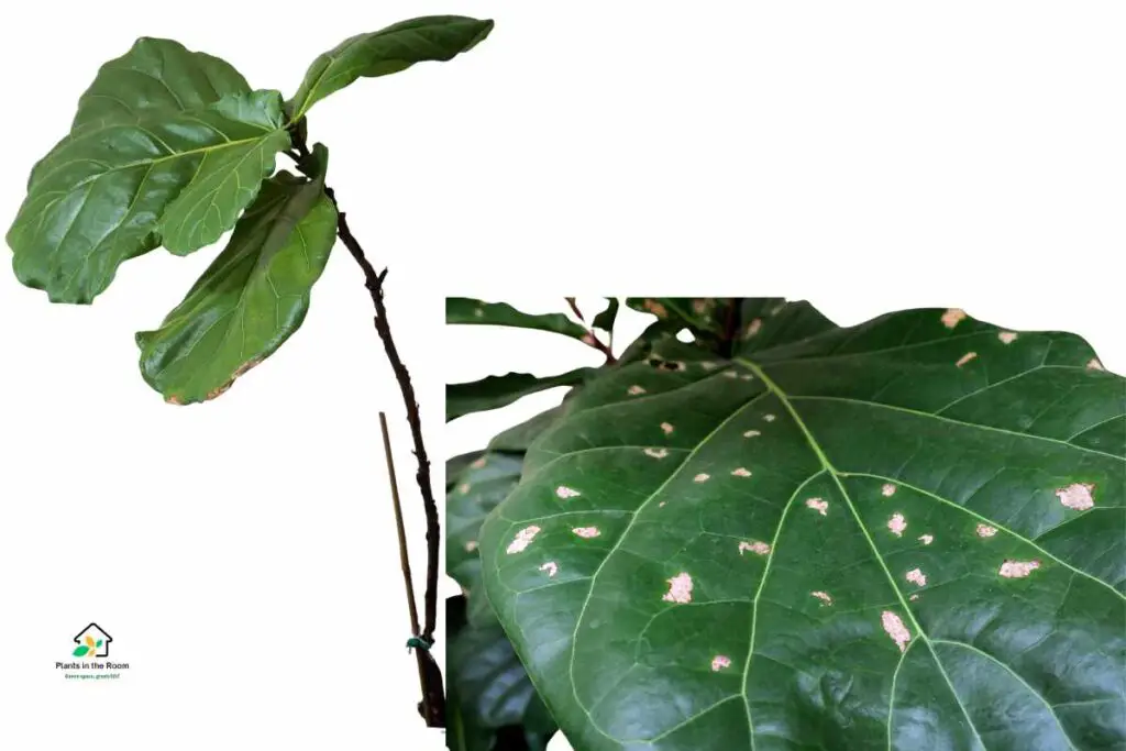 Fiddle Leaf Fig Pests & Diseases