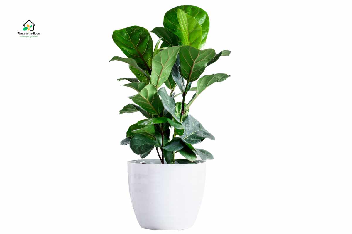 fascinated by the Fiddle Leaf Fig require a little extra care and attention healthy basic tips and tricks learned