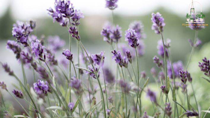 Lavender Plant Improves Sleep Quality