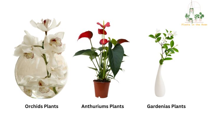 High Maintenance Plants that Match Your Lifestyle